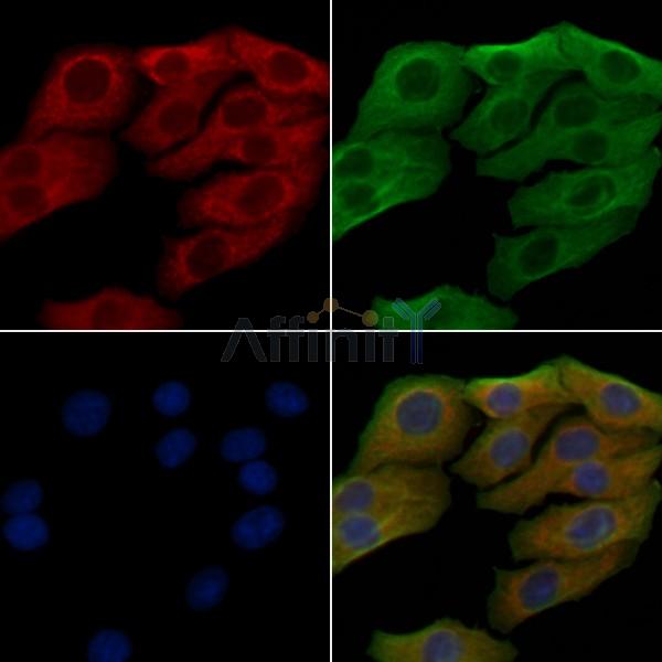 Валидация Affinity DF4855 - 16629