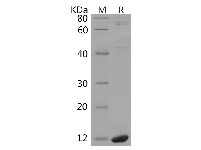 Валидация Elabscience PDEH100767(211)