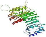 Nuclear RNA Export Factor 2 (NXF2)