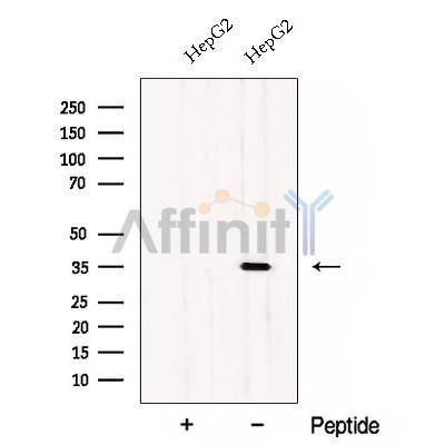 Валидация Affinity DF12926 - 7679