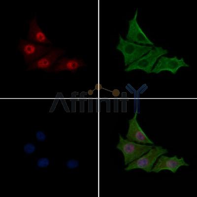 Валидация Affinity DF6267 - 17564