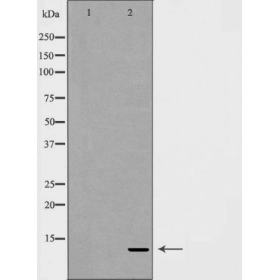 Валидация Affinity DF7185 - 18844