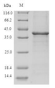SDS-PAGE