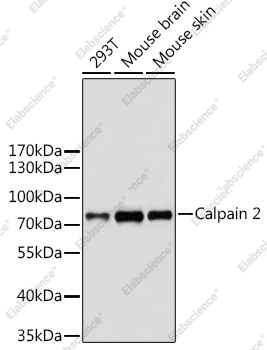 Вестерн-блоттинг, Calpain 2, различные клеточные линии