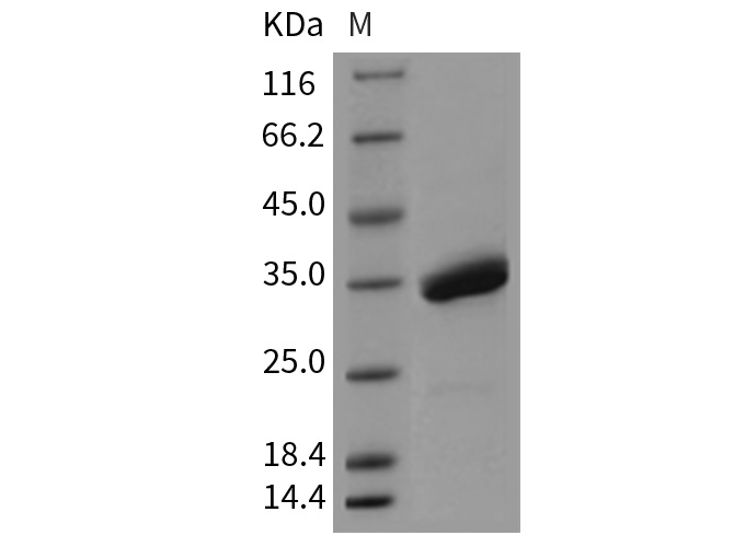 Валидация Elabscience PKSM040422(4420)