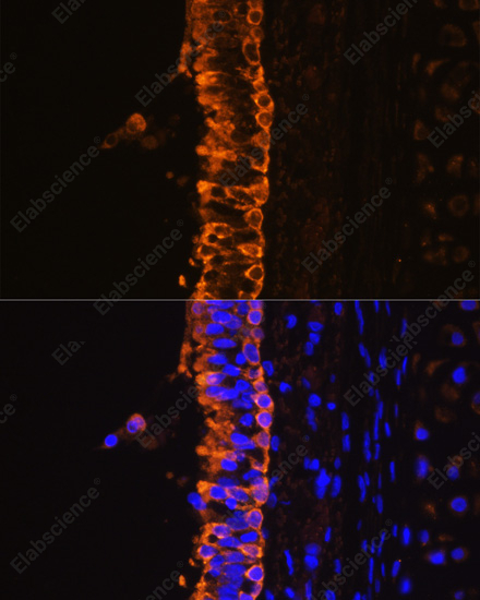 Иммунофлуоресценция, Cytokeratin 7, клетки бронха крысы