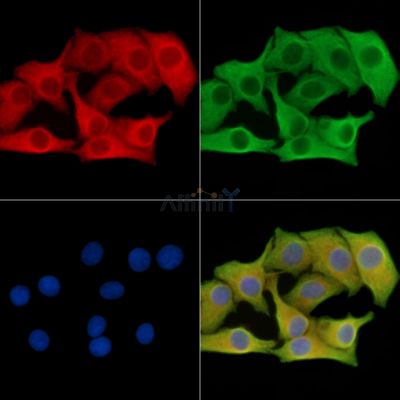 Валидация Affinity DF14680 - 10729