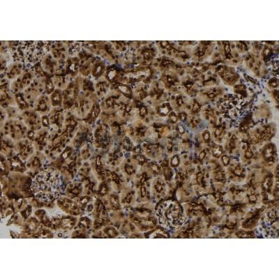 Валидация Affinity DF12312 - 6697