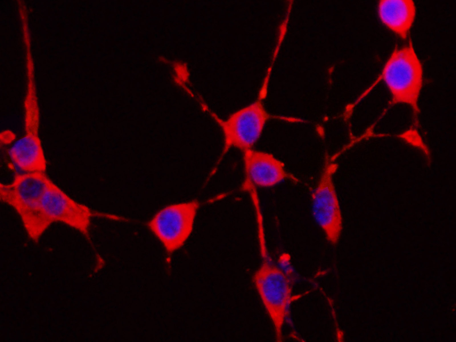 Валидация Elabscience AN005290L