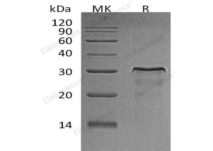 Валидация Elabscience PKSR030372(5710)