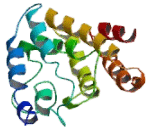 Signal Sequence Receptor Gamma (SSRg) Signal Sequence Receptor Gamma (SSRg)
