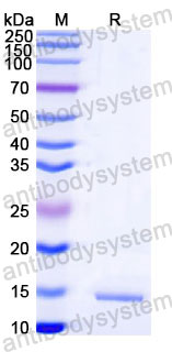 Валидация SDS-PAGE - AntibodySystem RXX05501