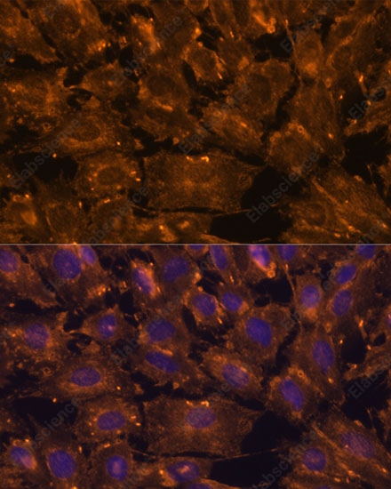 Иммунофлуоресценция, SCGB3A2, клетки C6