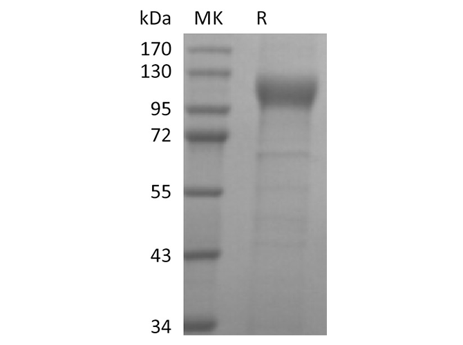 Валидация Elabscience PKSR030493(5795)