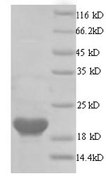 SDS-PAGE
