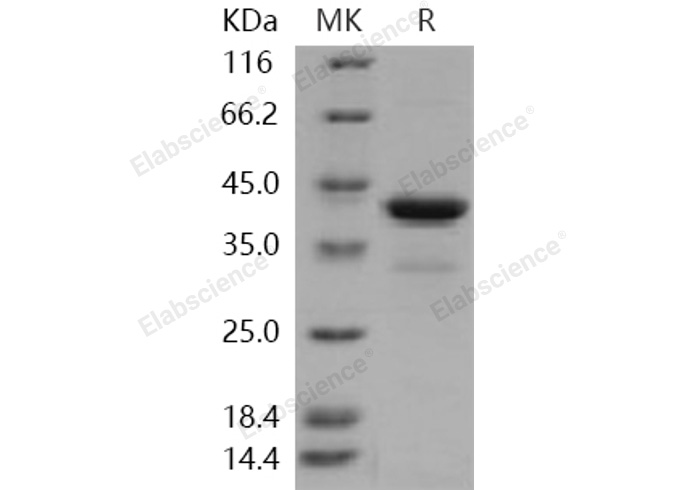 Валидация Elabscience PKSH031057(1853)