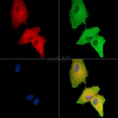 Валидация Affinity DF15011 - 11218