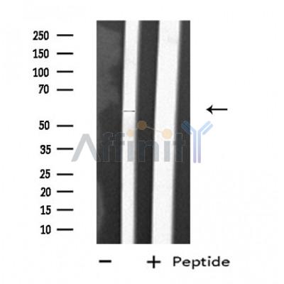 Валидация Affinity DF4758 - 16464