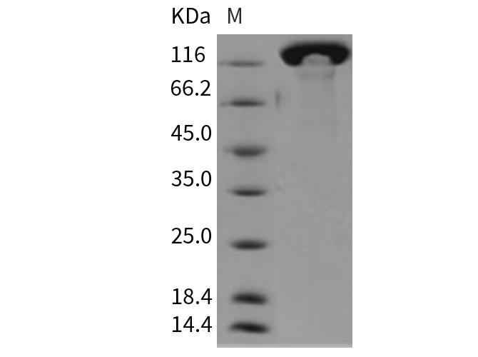 Валидация Elabscience PKSM040389(4389)