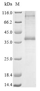 SDS-PAGE