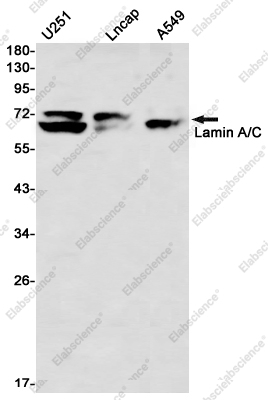 Вестерн-блоттинг, Lamin A/C, клетки U251, Lncap, A549