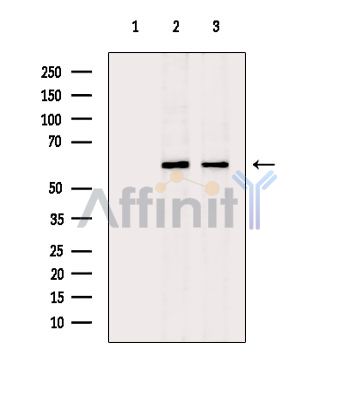 Валидация Affinity DF3580 - 14534