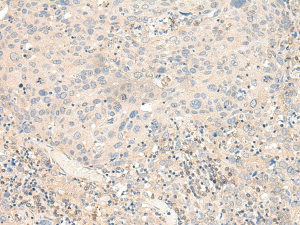 Валидация Elabscience E-AB-19834