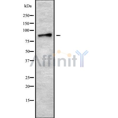 Валидация Affinity DF10153 - 5682