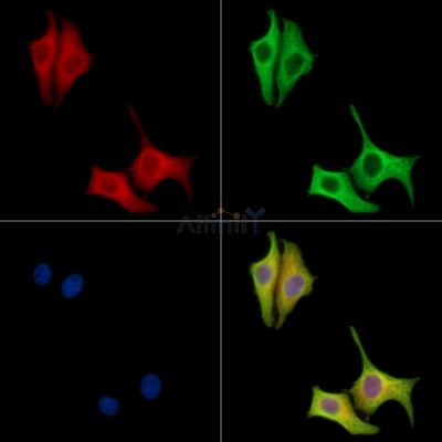 Валидация Affinity DF15684 - 12142