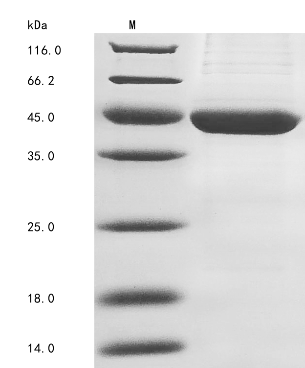 SDS-PAGE