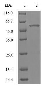 SDS-PAGE