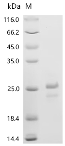 SDS-PAGE