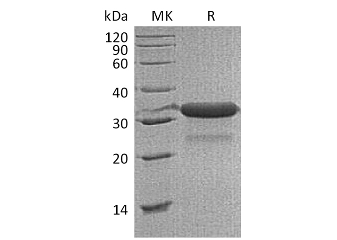 Валидация Elabscience PKSM041324(5219)