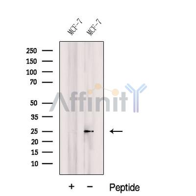 Валидация Affinity DF12584 - 7198