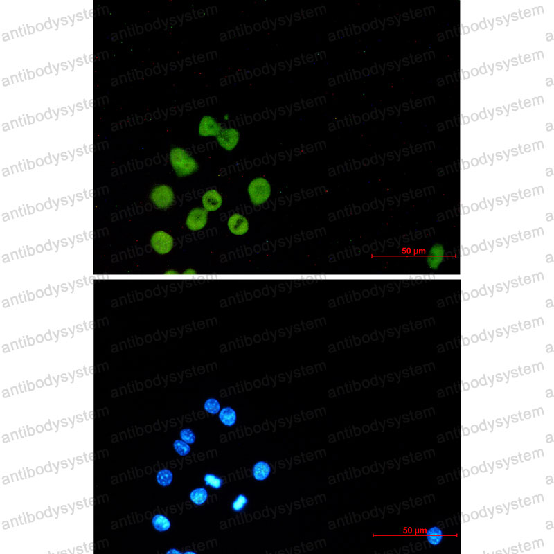 Валидация IF - AntibodySystem RMD27301