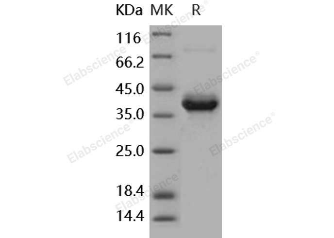 Валидация Elabscience PKSH031787(2421)