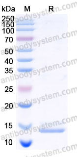 AHE28301, SDS-PAGE