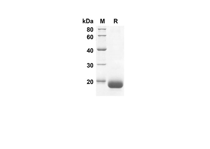 Валидация Elabscience PDEH100507(26)
