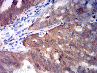 Валидация AntibodySystem RHE37710 (2138)