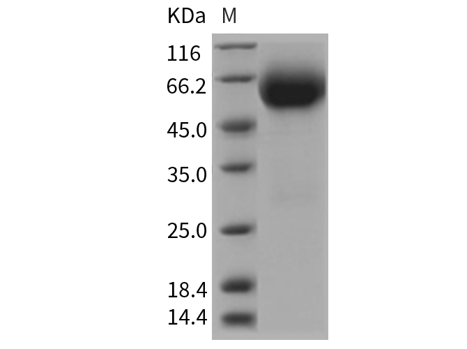 Валидация Elabscience PKSR030329(5672)