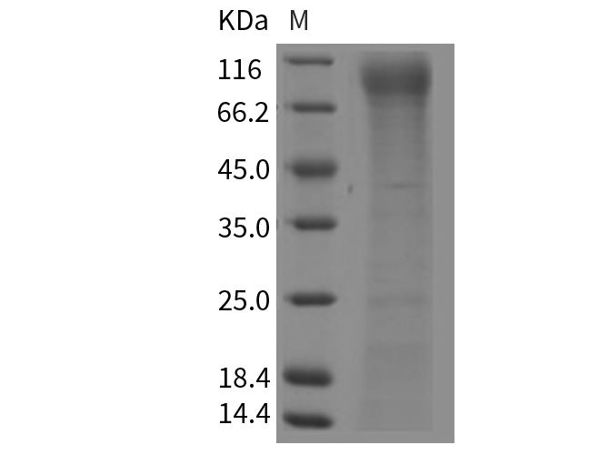Валидация Elabscience PKSM040347(4351)