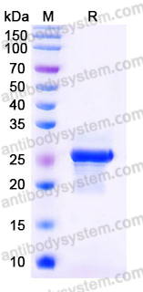 EHE30801, SDS-PAGE