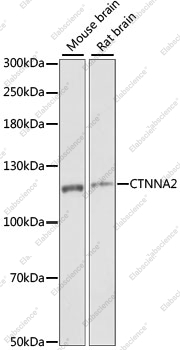 Вестерн-блоттинг, CTNNA2, различные клеточные линии