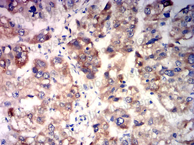 Валидация AntibodySystem RHC42003