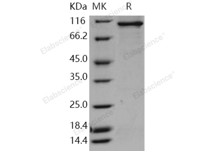 Валидация Elabscience PKSH030897(1729)