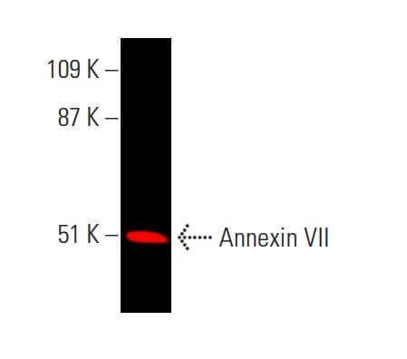 Валидация AssayVector ARM1010(34)