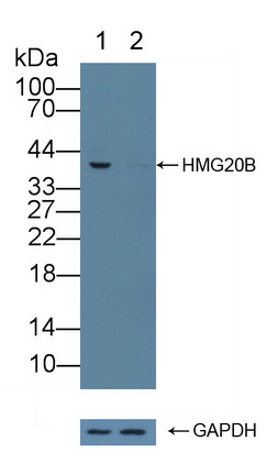 12291