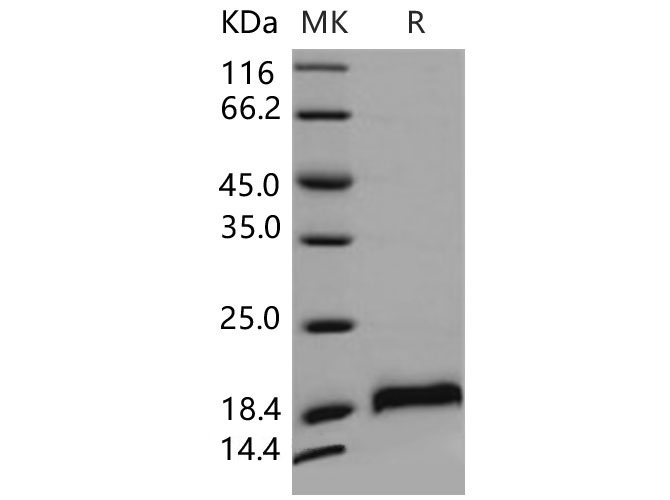 Валидация Elabscience PKSM040608(4594)
