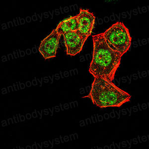 Валидация IF - AntibodySystem RHK46103