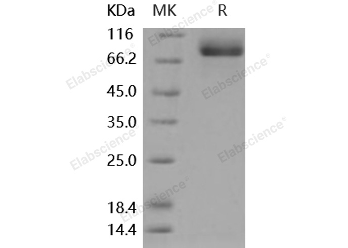 Валидация Elabscience PKSM040881(4834)